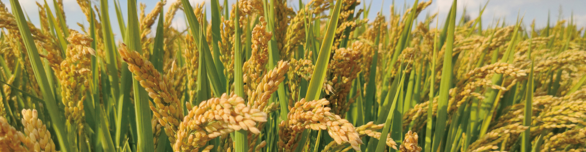 开云手机web版登录入口